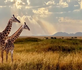 Tanzania Giraffes