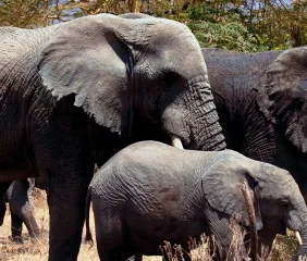 Elephants