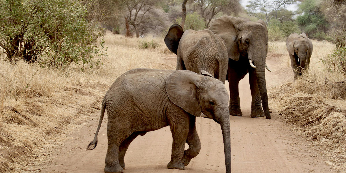 Tarangire National Park 