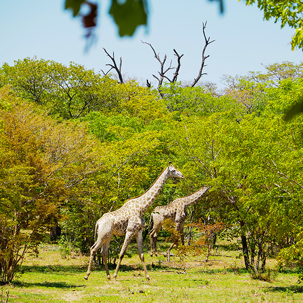 Giraffe Africa