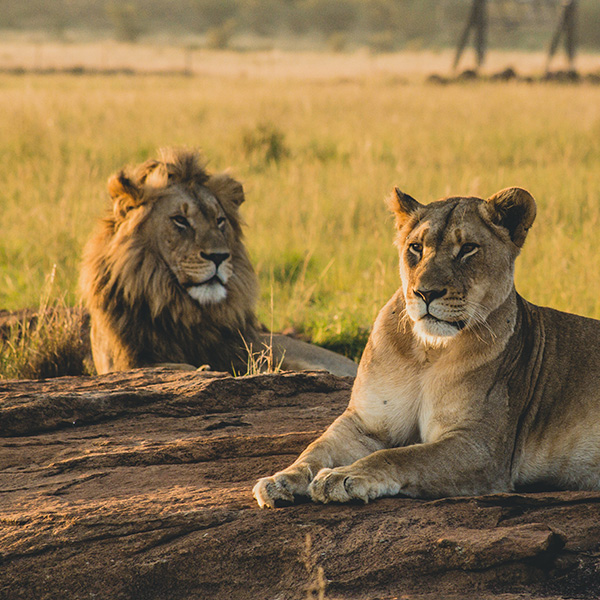 Lions Africa