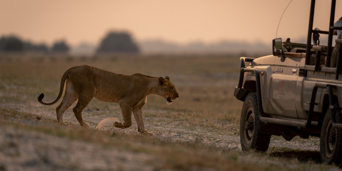 lions serengeti national park safari