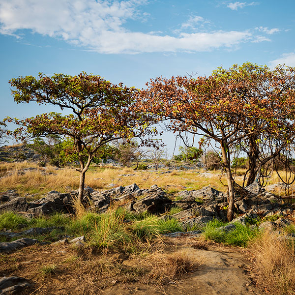 Park Africa