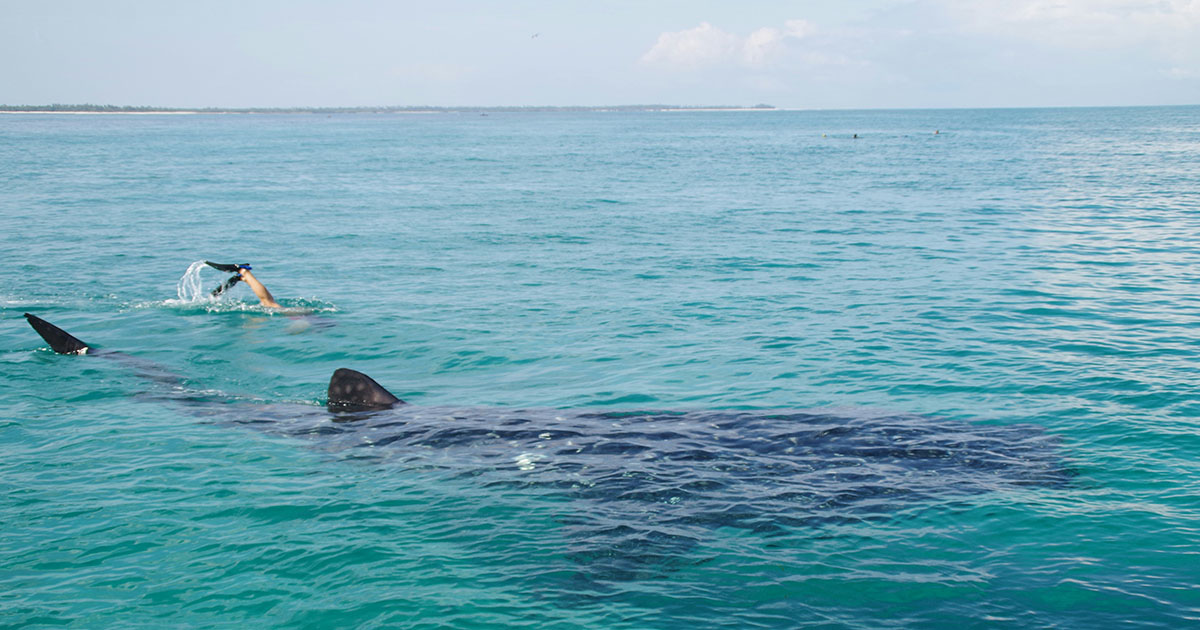 Swimming with whale shark