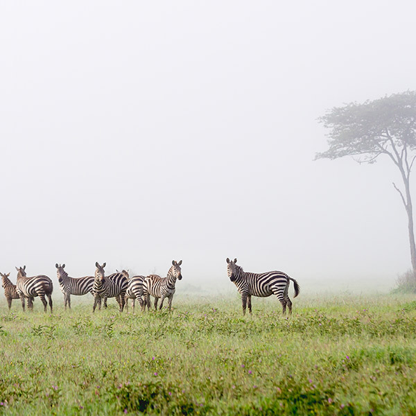 Zebras Tanzania