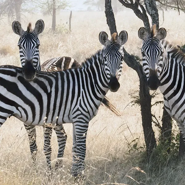 Zebras Africa