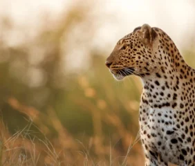 Leopard Africa Serengeti