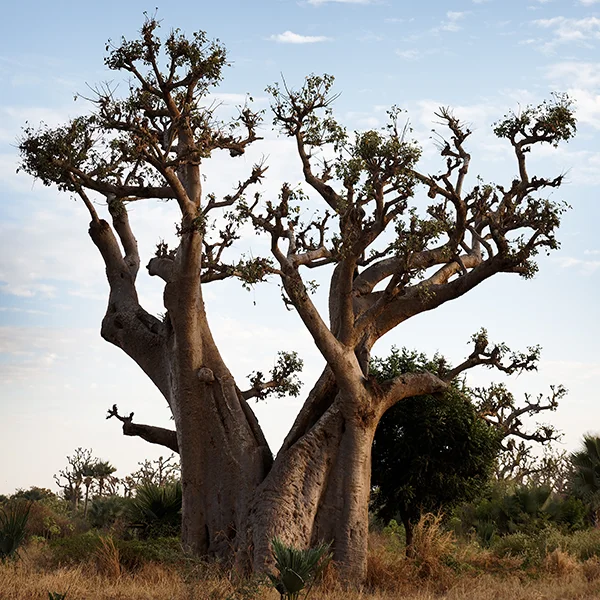 Baobab