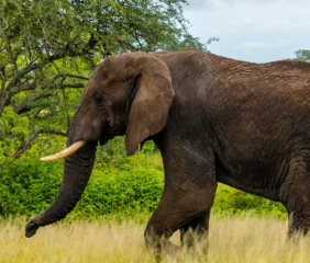 Elephants Africa Tanzania