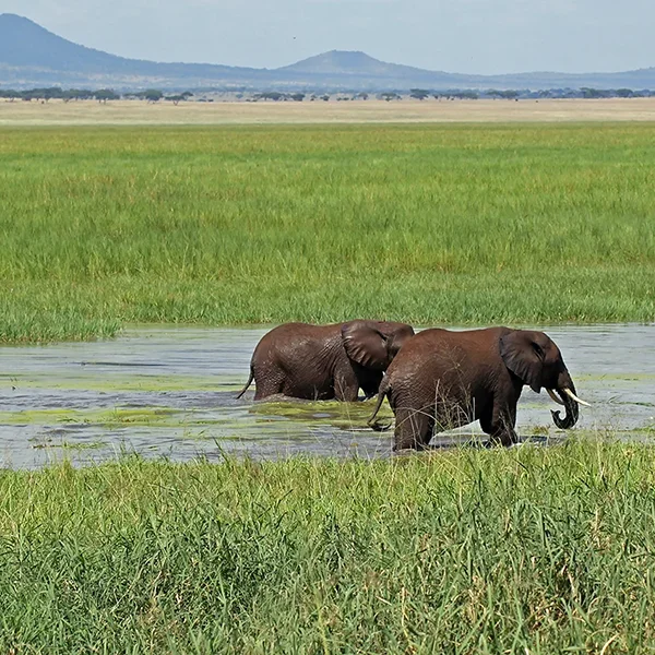 Elephants Lake