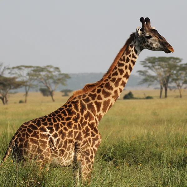 Giraffe Serengeti