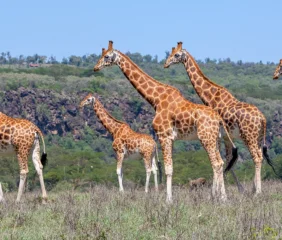 Giraffes Africa Tanzania