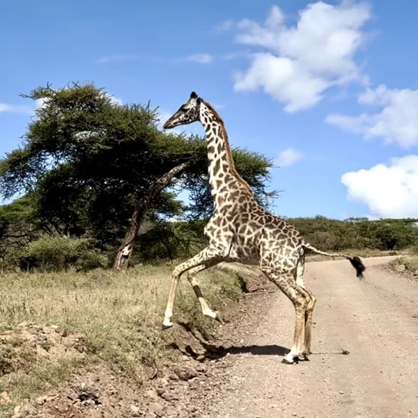 Giraffe Africa