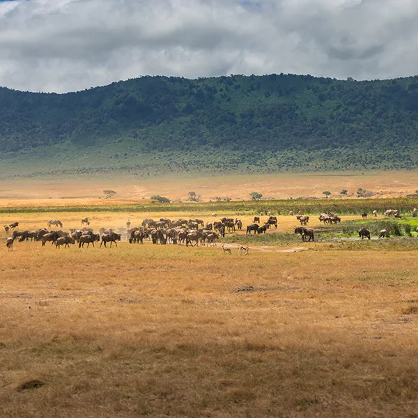 Ngorongoro Crater